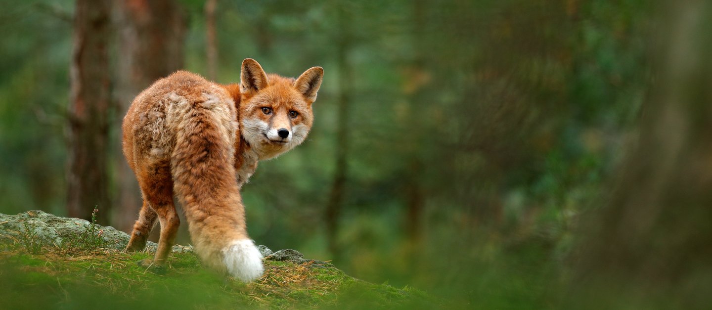 Fuchs im Wald von hinten, der sich umdreht und direkt in die Kamera schaut