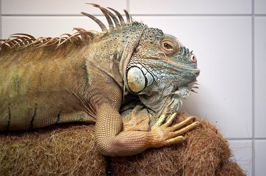 Portrait des grünen Leguans Leopold im Tierschutzzentrum Weidefeld