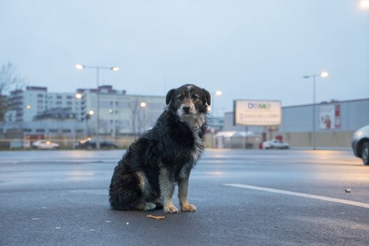 In der Dämmerung sitzt ein Straßenhund auf einem verlassenen Parkplatz