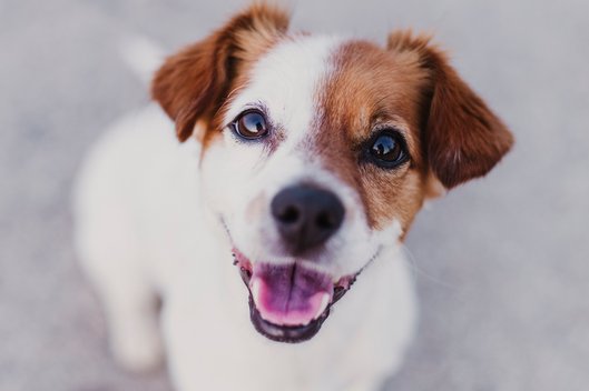 kleiner braun-weißer Hund schaut fröhlich in die Kamera