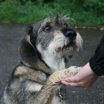 Ein grau-brauner Hund sitzt auf der Straße und legt seine Vorderpfote in die Hand eines Menschen. Er guckt dabei zu ihm nach oben.