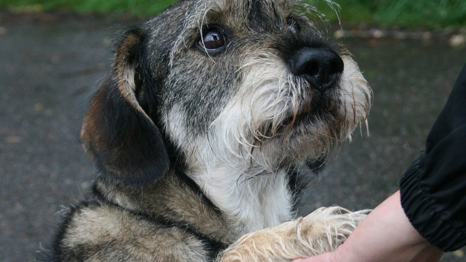Ein grau-brauner Hund sitzt auf der Straße und legt seine Vorderpfote in die Hand eines Menschen. Er guckt dabei zu ihm nach oben.