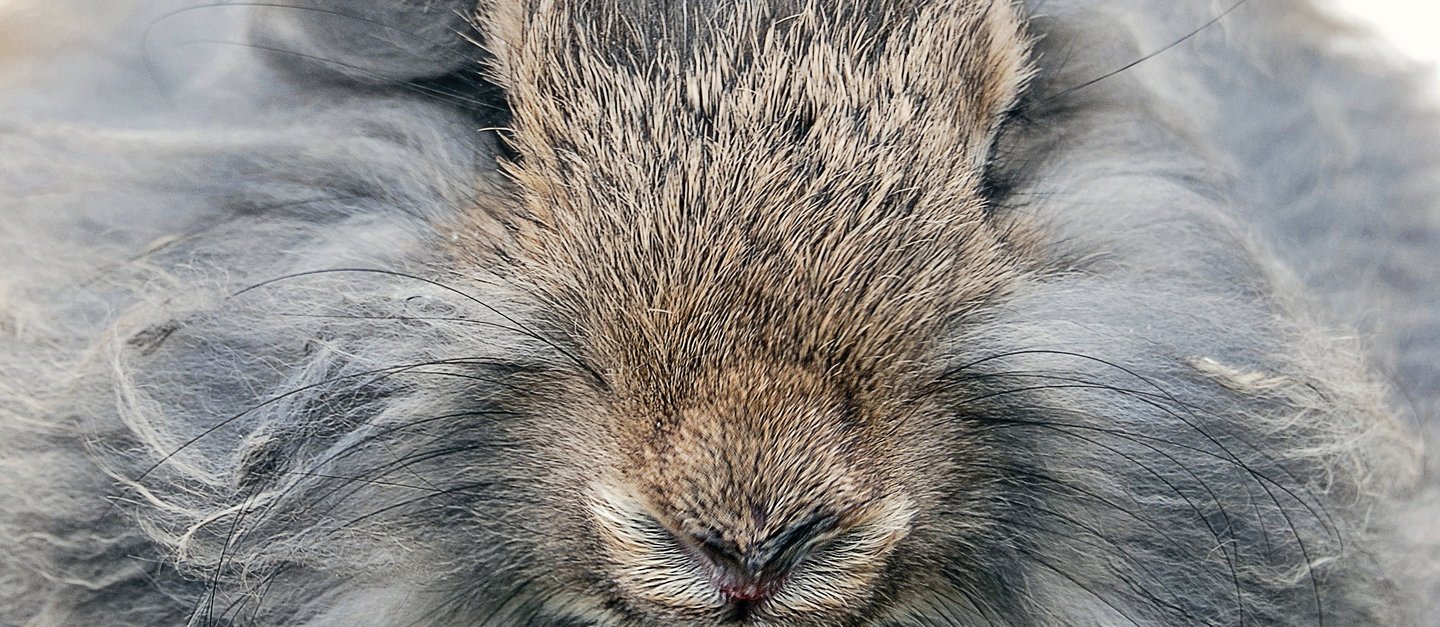 Portrait eines grauen Angorakaninchens