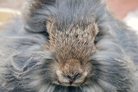 Portrait eines grauen Angorakaninchens
