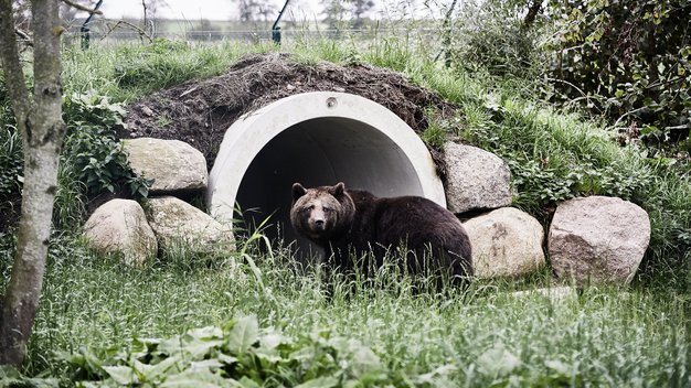 Braunbär Maya steht vor einem Betonrohr, das als Bärenunterschlupf dient. 