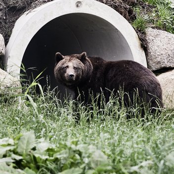 Braunbär Maya steht vor einem Betonrohr, das als Bärenunterschlupf dient. 