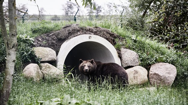 Braunbär Maya steht vor einem Betonrohr, das als Bärenunterschlupf dient. 