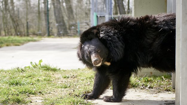 Kragenbär Malvina kommt aus einem Gebäude und schaut in die Kamera.
