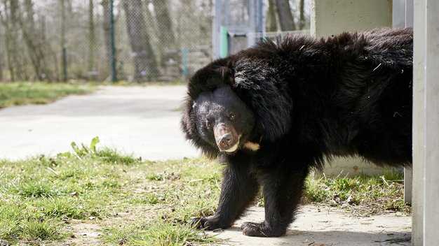 Kragenbär Malvina kommt aus einem Gebäude und schaut in die Kamera.