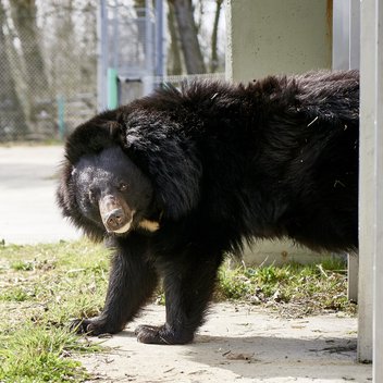 Kragenbär Malvina kommt aus einem Gebäude und schaut in die Kamera.