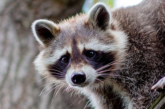 Waschbär auf einem Baum im Tierschutzzentrum Weidefeld