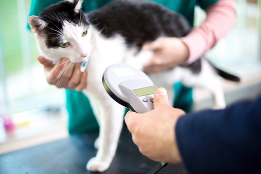 Der Chip einer schwarz-weißen Katze wird auf dem Behandlungstisch eines Tierarztes gelesen
