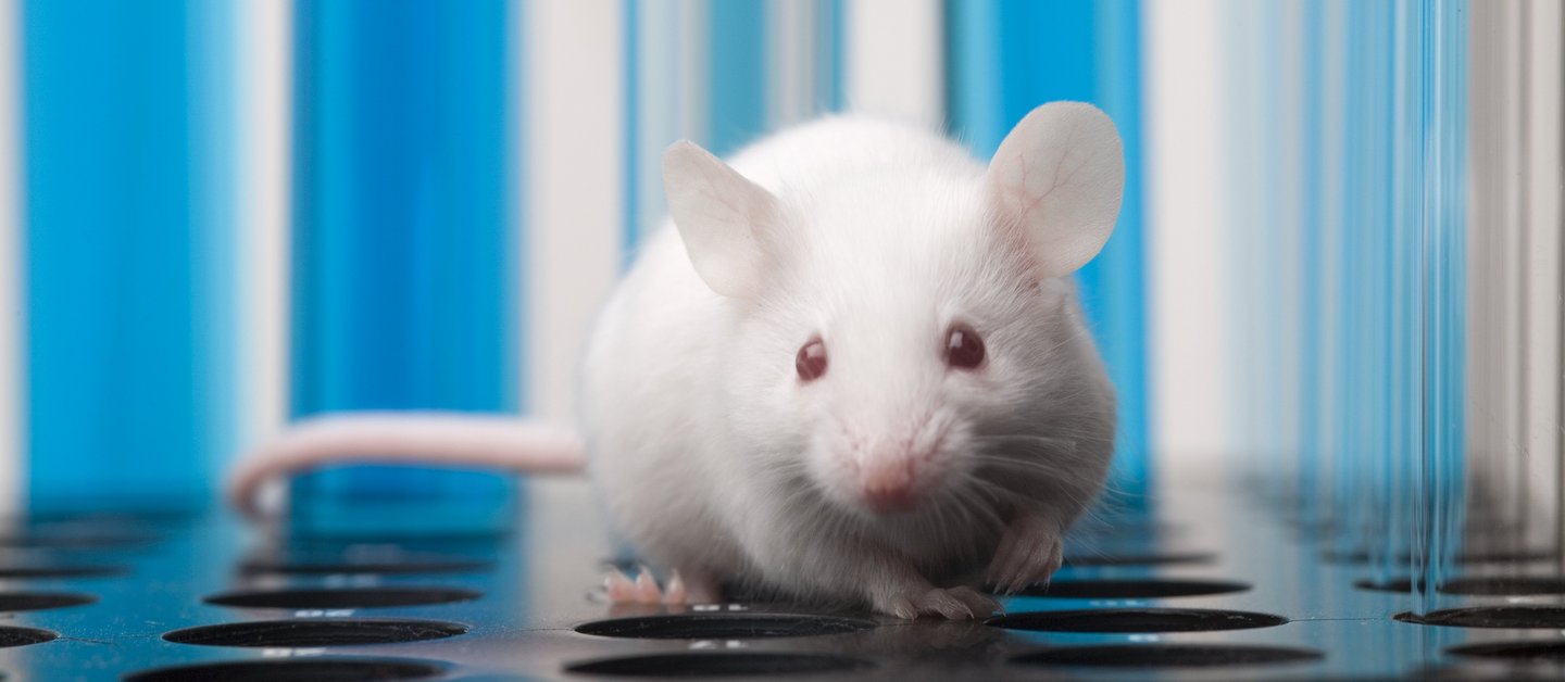 Laboratory mouse