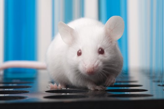 Laboratory mouse