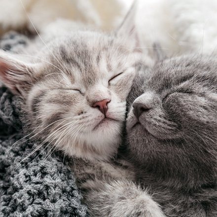 Zwei aneinander gekuschelte Katzenkinder 