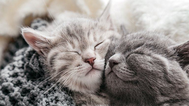 Zwei aneinander gekuschelte Katzenkinder 