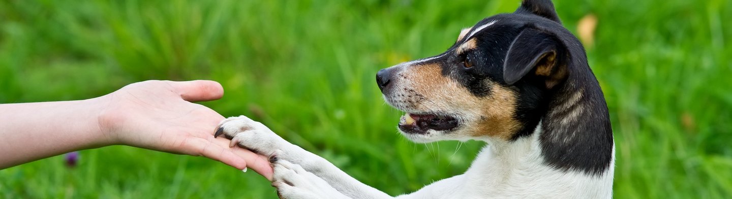 Jack Russel Terrier legt seine beide Pfoten auf eine Hand