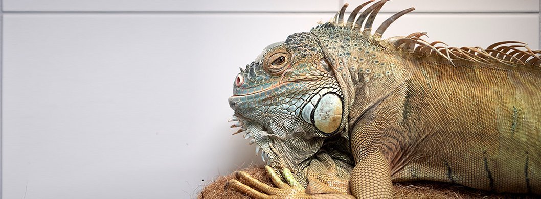 Headerfoto mit grünem Leguan Leopold aus dem Tierschutzzentrum Weidefeld, der vor weißer Fliesenwand sitzt