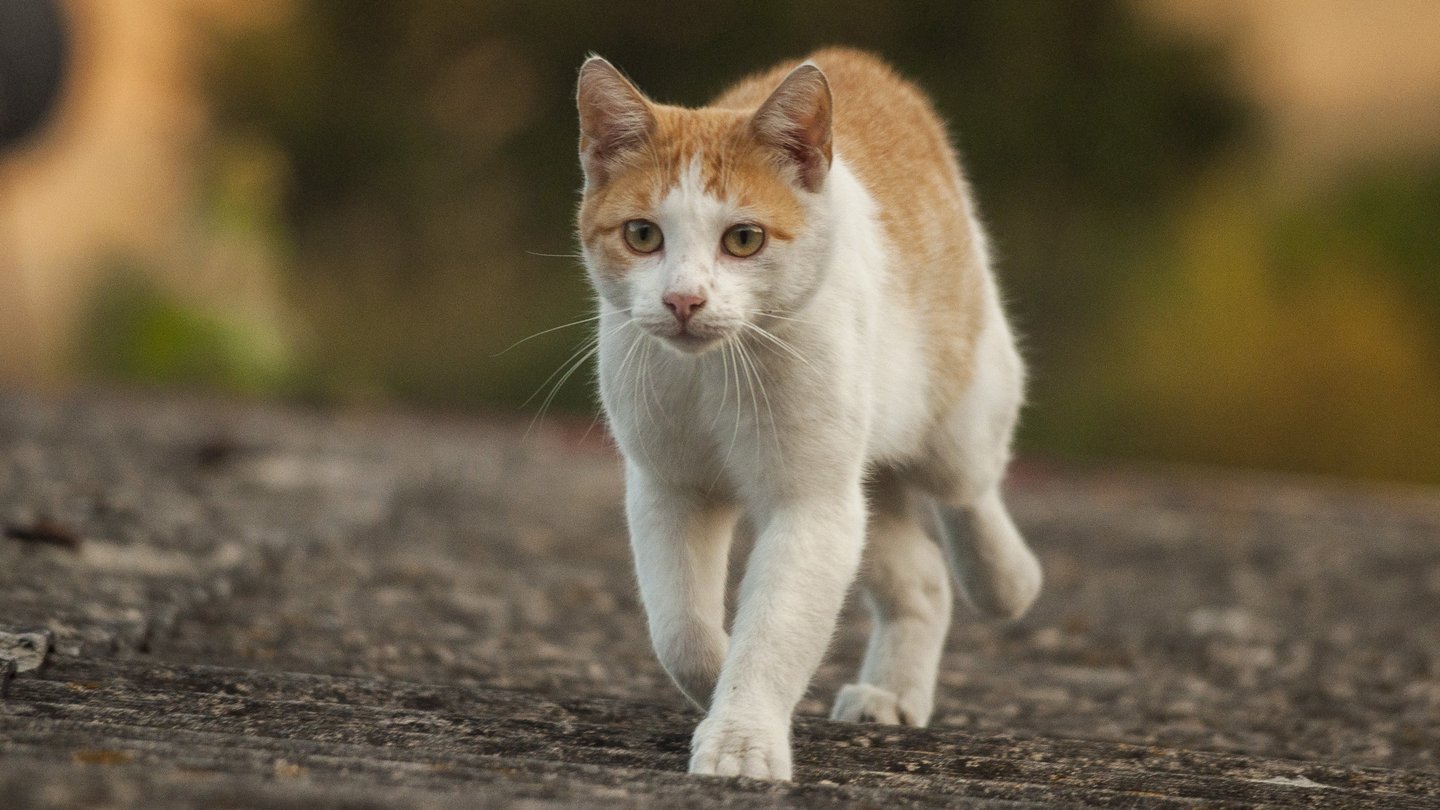 Rot-weiße Katze auf einem Gebäudedach
