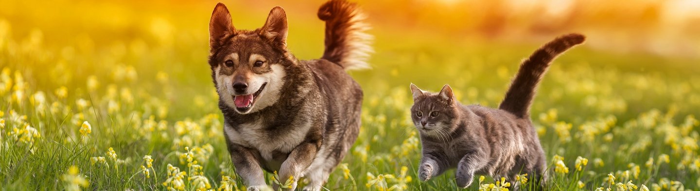 Hund und Katze laufen nebeneinander über eine Wiese