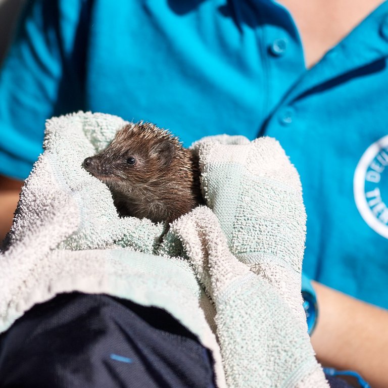 Tierpflegerin sitzt im Tierschutzzentrum Weidefeld mit Igel im Handtuch