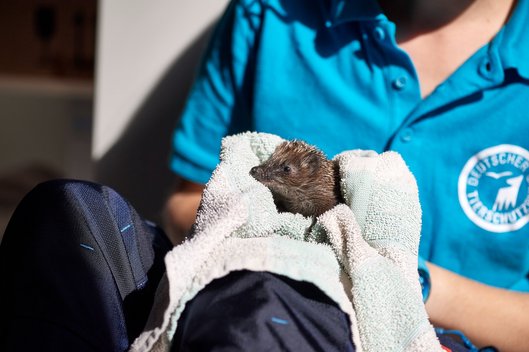Tierpflegerin sitzt im Tierschutzzentrum Weidefeld mit Igel im Handtuch