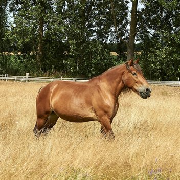 Kaltblutstute Zarina steht auf einer Spätsommerwiese
