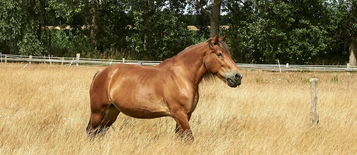 Kaltblutstute Zarina steht auf einer Spätsommerwiese