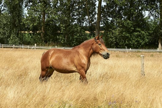 Kaltblutstute Zarina steht auf einer Spätsommerwiese