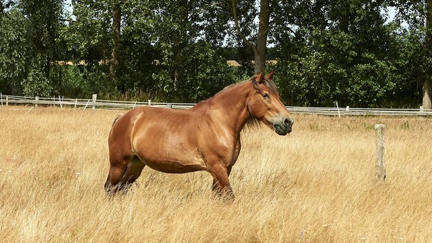 Kaltblutstute Zarina steht auf einer Spätsommerwiese