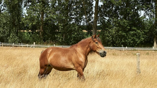 Kaltblutstute Zarina steht auf einer Spätsommerwiese