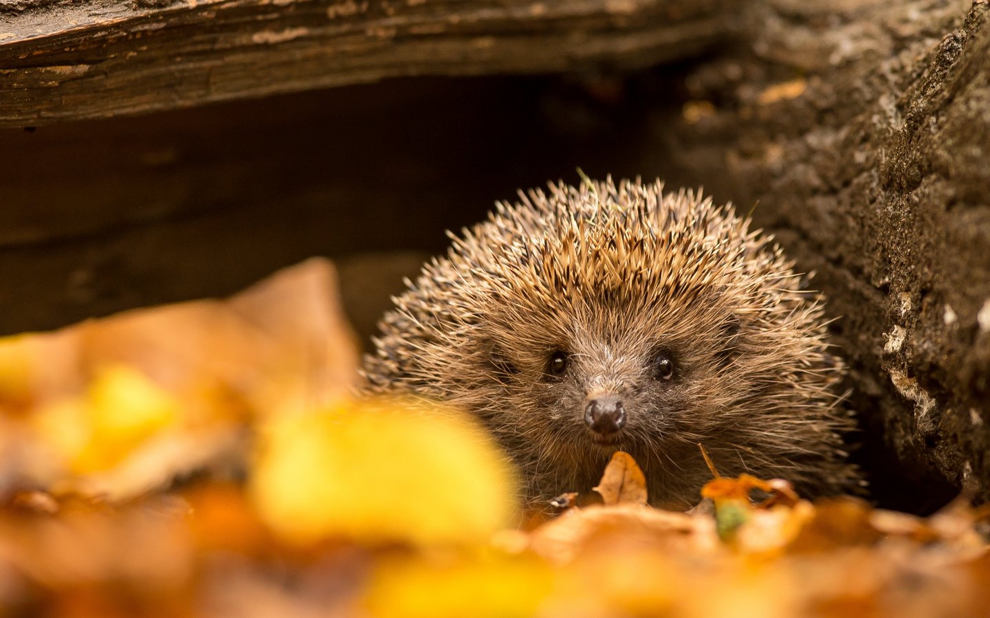 Ein Igel sitzt im Herbstlaub unter einem umgeknickten Baumstamm