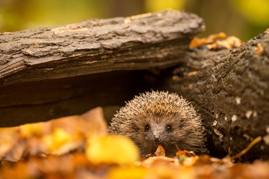 Ein Igel sitzt im Herbstlaub unter einem umgeknickten Baumstamm