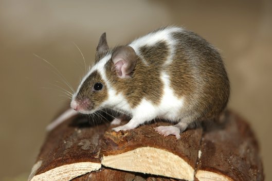 Eine braun-weiße Farbmaus auf dem Dach eines Holzhäuschens