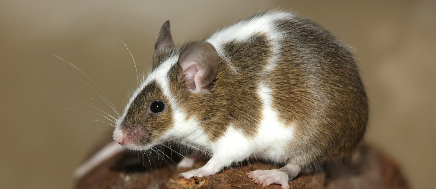 Eine braun-weiße Farbmaus auf dem Dach eines Holzhäuschens