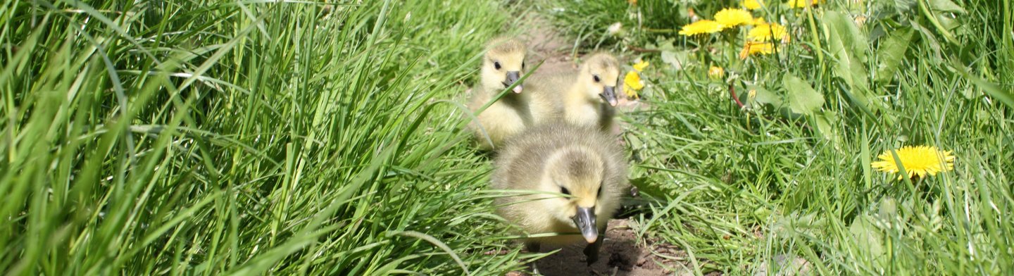 Drei Gänsebabys laufen durch eine Wiese voll Löwenzahn