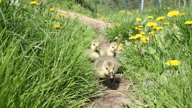 Drei Gänsebabys laufen durch eine Wiese voll Löwenzahn