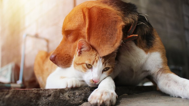 Hund und Katze liegen eng aneinandergekuschelt auf dem Boden