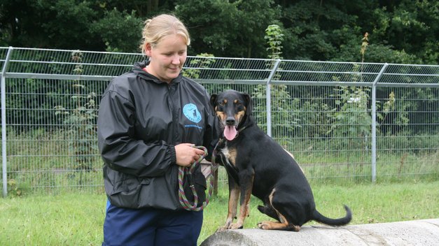 Tierpflegerin_mit_Hund_Hundearbeit in Weidefeld