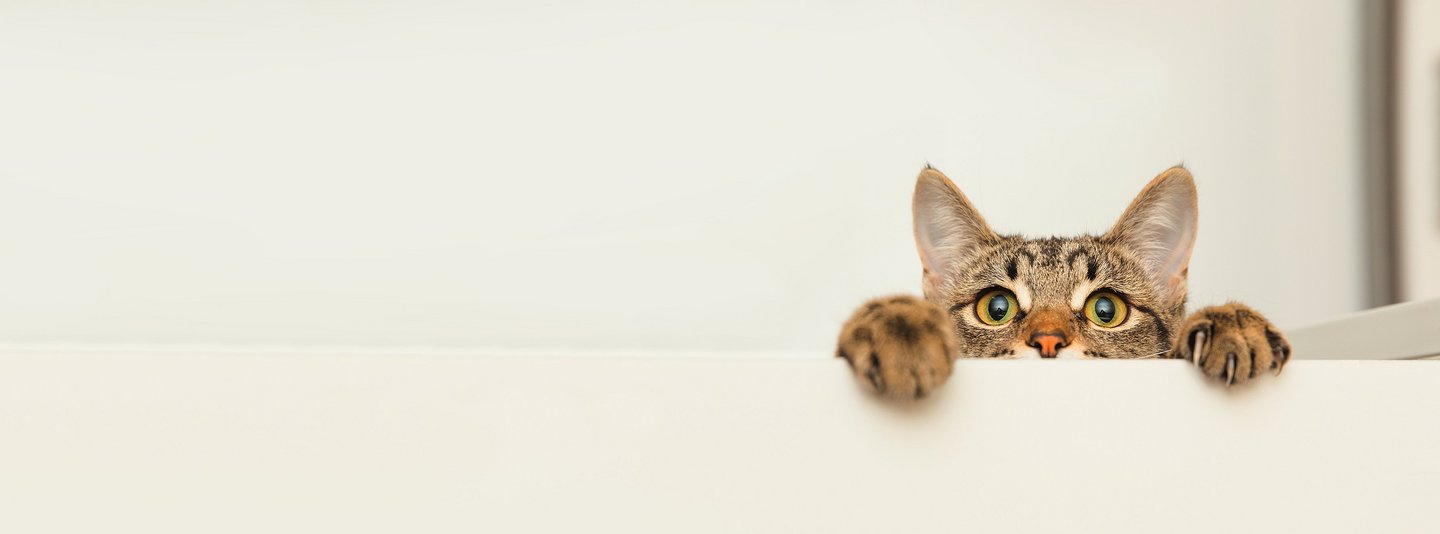 Katze schaut über die Tischkante