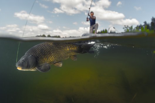 Mann angelt einen Fisch im See