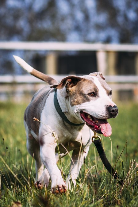 Über eine Wiese läuft fröhlich hechelnd ein angeleinter Hund