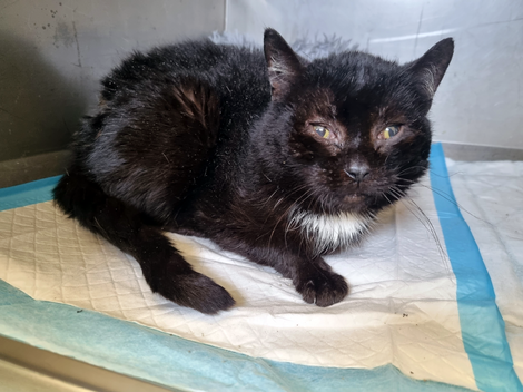 Eine schwarze Katze mit trüben Augen aus einem Animal Hoarding-Fall.