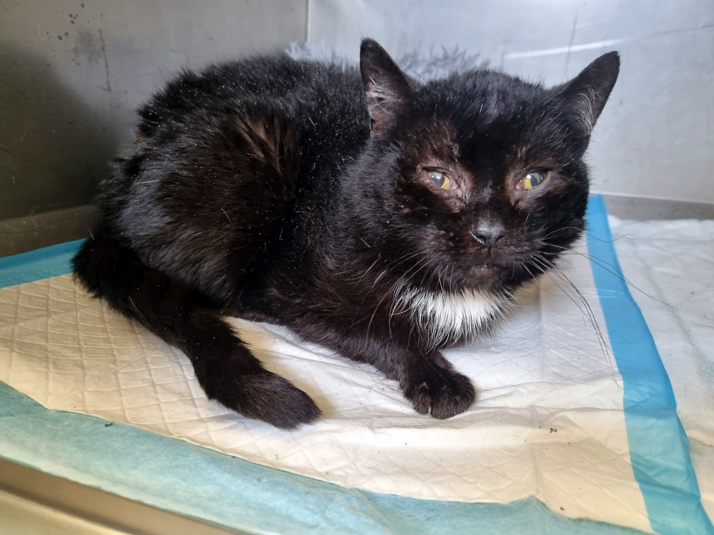 Eine schwarze Katze mit trüben Augen aus einem Animal Hoarding-Fall.