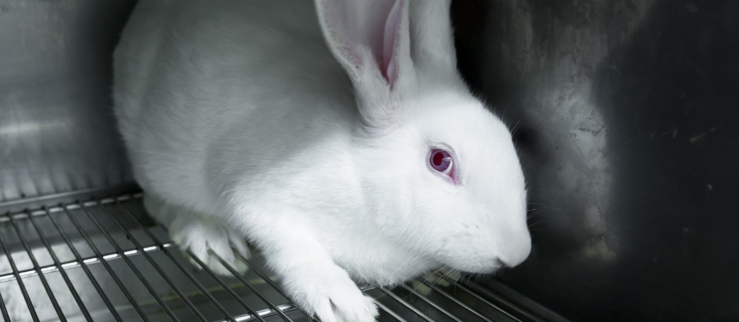 Experimental white rabbits in a cage Experimental white rabbits in a cage