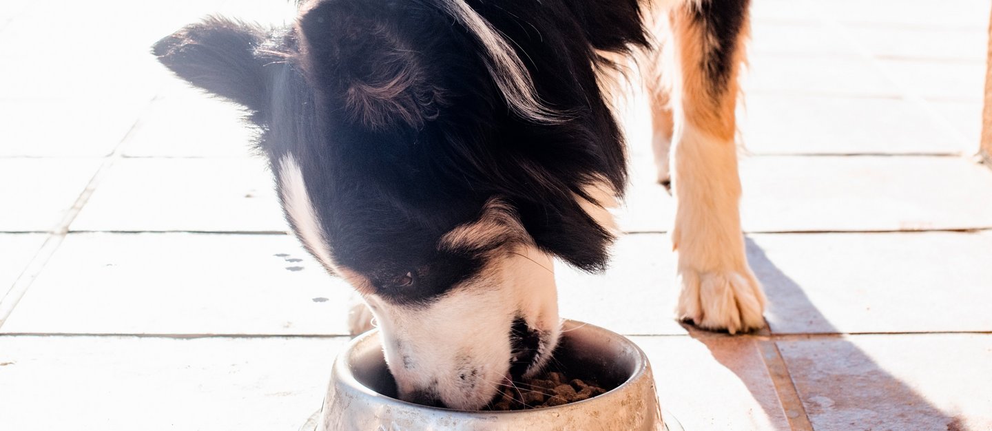 Border_Collie_Hund_frisst_aus_Napf_c_istock.com-Alicia_Fdez Border Collie Hund frisst aus silbernem Napf, der auf dem Boden steht