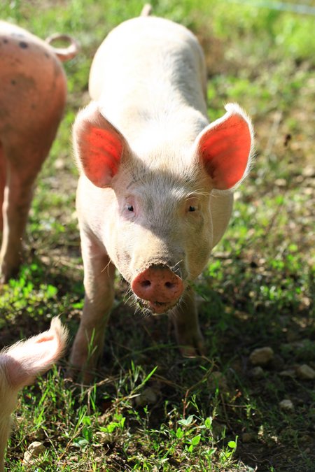 Ein Schwein steht auf einer Weise und blickt in die Kamera. 