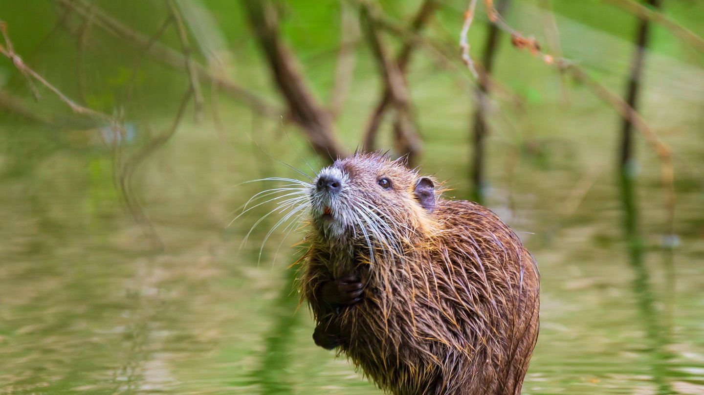 Eine auf den Hinterbeinen stehende Nutria in einem Gewässer