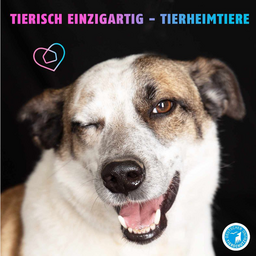 Sharepic, auf dem ein zwinkernder Hund vor einem schwarzen Hintergrund gezeigt wird und mit der bunten Aufschrift "tierisch einzigartig"