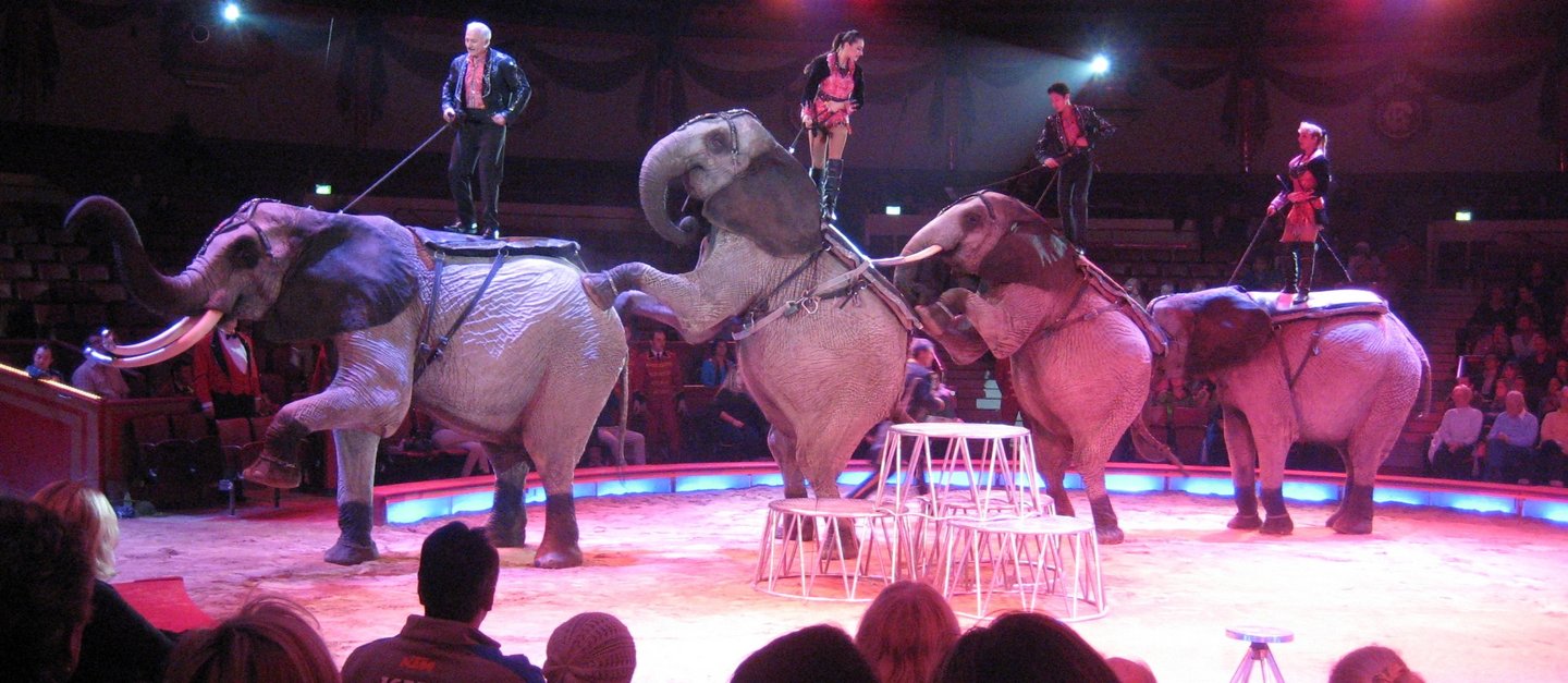 Vier Elefanten bei ihrem Auftritt im Zirkus